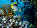   pair fish beckon me follow them adventure Red Sea. Sea  